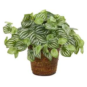 13” Watermelon Peperomia Artificial Plant in Basket (Real Touch)